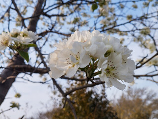 Cherry Blossom Flowers Blowing Natura Beauty