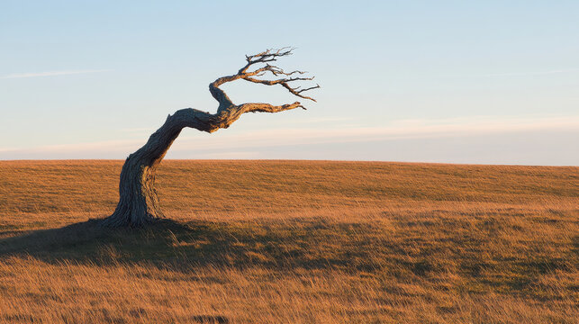 solitary tree stands in vast field, showcasing its unique shape against clear sky