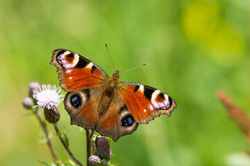 Obraz premium Tagpfauenauge beim Sonnenbad auf einer Distel 