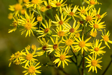 Jakobs-Greiskraut (Senecio jacobaea) 