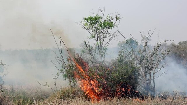 Dry windy conditions exacerbate wild bush fire in Kruger National Park