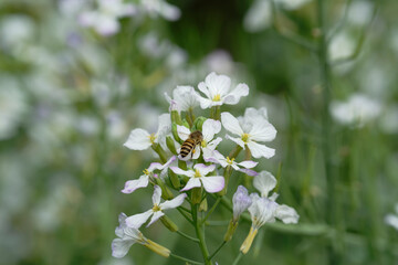 Honeybee on raphanus caudatus (rat-tail radish)