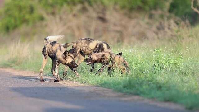 Three African wild dogs play roadside, chasing each other out of frame