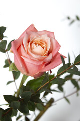 Eucalyptus pablo and pink roses.	