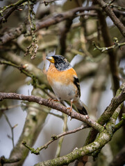Brambling Perched on a Branch