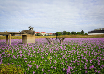 a pond full of blossom purple flowers