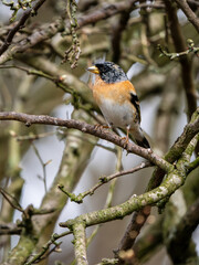 Brambling Perched on a Branch