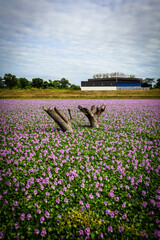 a pond full of blossom purple flowers