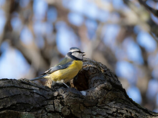 A singing Blue Tit sitting on the branch of an old tree.