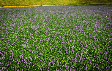 a pond full of blossom purple flowers