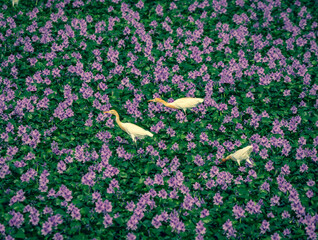cattle egret walking on water plant with purple flowers