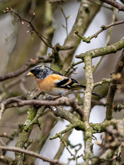 Brambling Perched on a Branch