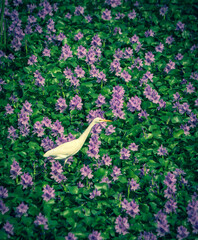 cattle egret walking on water plant with purple flowers
