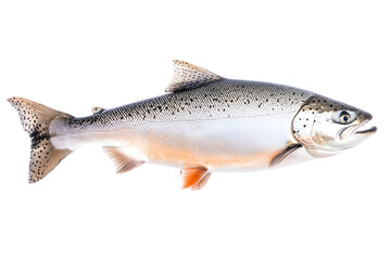 Obraz premium Fresh Raw Salmon with Silver Scales and Orange Fins on Transparent Background in Studio Lighting