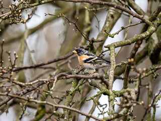 Brambling Perched on a Branch