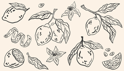 Hand drawn lemon fruits with leaves and flowers. Sketch doodle citrus tropical fruits. Summer design for pattern, poster, card, banner, cover. Vector La dolce vita italian style botanical illustration