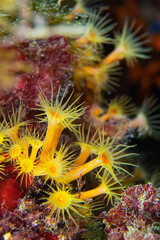 Yellow Encrusting Sea Anemone, Parazoanthus axinellae, Cabo Cope Puntas del Canegre Natural Park, Mediterranean Sea, Murcia, Spain, Europe