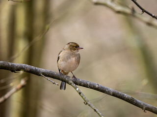 Female Chaffinch Perched on a Branch