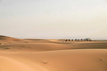 Camel Caravan in the Sahara Desert