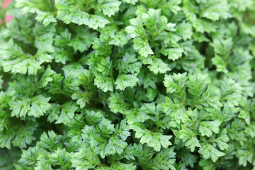 Lush Green Herb Leaves with Vibrant Texture in Natural Light