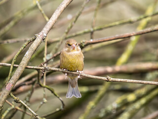 Greenfinch Perched on a Branch