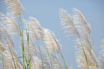 Soft Pampas Grass Blowing Gently in the Breeze Under Clear Sky