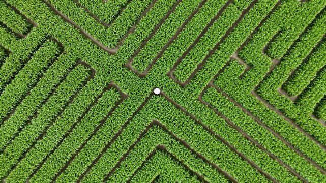 Aerial view of maize corn maze with geometric patterns in lush green farmland, Swannanoa, North Canterbury, New Zealand.