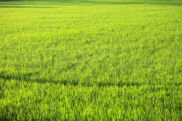 Lush Green Rice Field Under Bright Sunlight in Rural Landscape