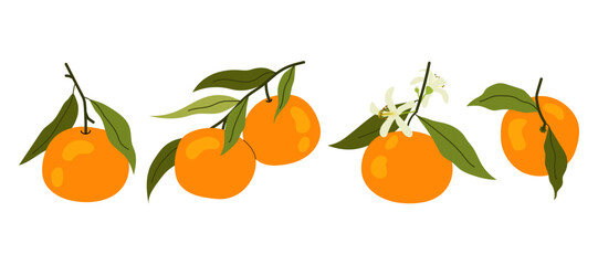 Set flat illustrations ripe tangerine on white background. Citrus orange fruit with green leaves. Mandarin on branch