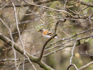 Fototapeta premium Brambling Perched on a Branch