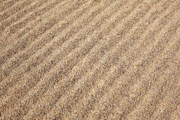 Golden Grain Field with Texture and Shallow Depth of Focus