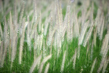 Fototapeta premium Lush Meadow of Soft White Grass Strands Under Natural Light
