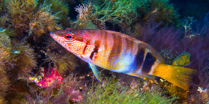 Painted Comber, Serranus scriba, Cabo Cope-Puntas del Calnegre Natural Park, Mediterranean Sea,  Region de Murcia, Murcia, Spain, Europe