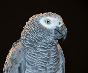 Obraz premium portrait of a parrot