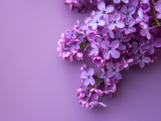 Still life photography of lilac flowers in the lavender color scheme