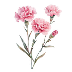 Delicate Pink Carnations with Green Leaves on Soft Transparent Background
