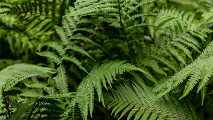 Fern leaves. Green fern plants in nature landscape. Fern plants in forest. Fresh green tropical foliage. Rainforest jungle landscape. Green plants nature wallpaper. Organic nature banner background.