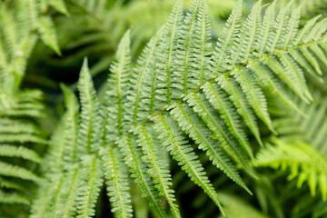 Green fern leaves petals background. Vibrant green foliage. Tropical leaf. Exotic forest plant. Botany concept. Ferns jungles close up. jungle atmosphere and calm zen meditation
