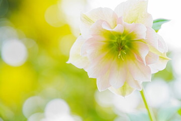 ピンク色の花が咲いています