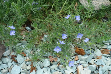 Blue flowers of Veronica armena in June