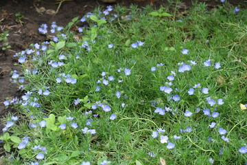 Numerous blue flowers of Veronica armena in June