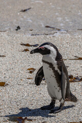 Obraz premium One penguin stand on sandy coast, side view. Spheniscus demersus. Black-footed or jackass penguin. South Africa, Cape Town, natural habitat of Spectacled penguins. Copy space