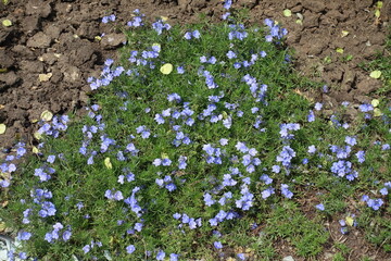 Profusion of blue flowers of Veronica armena in mid May