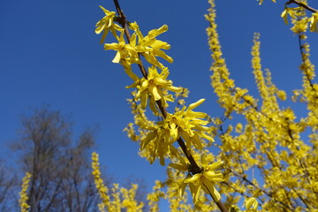 Saturated yellow flowers of forsythia against blue sky in March