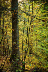 Tranquil forest scene with tall trees, golden leaves, and soft sunlight filtering through the branches