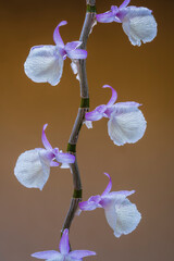 Closeup view of isolated backlit purple pink and creamy white flowers of epiphytic orchid species...