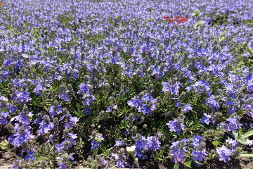 Obraz premium Abundant violet flowers of Veronica prostrata in mid May