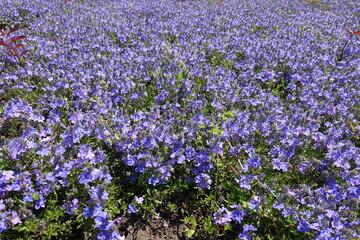 Obraz premium Countless violet flowers of Veronica prostrata in mid May