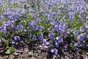 Florescence of violet Veronica prostrata in mid May