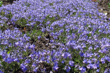 Incalculable violet flowers of Veronica prostrata in mid May